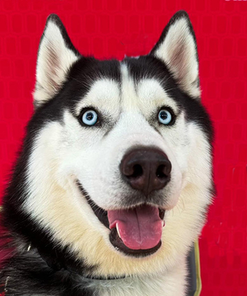 mission-for-hno-paint-a-pup-350px