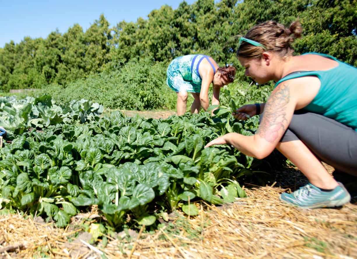 community-garden