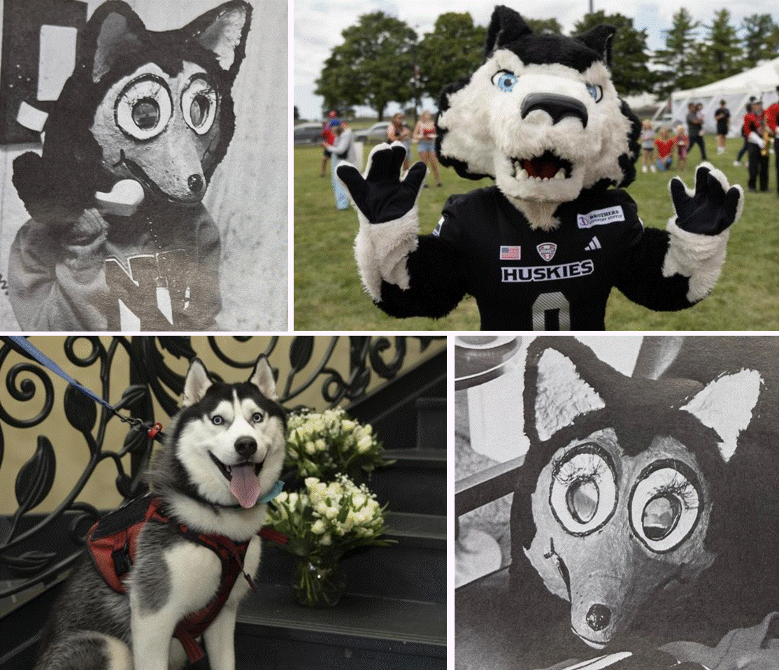A collage showing four different photos of the costumed and living Huskie mascot over the years.