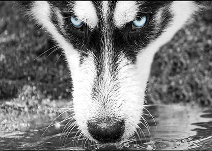 Huskies Unleashed: Valley of the Sun