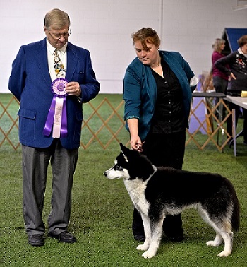 missions-first-dog-show4