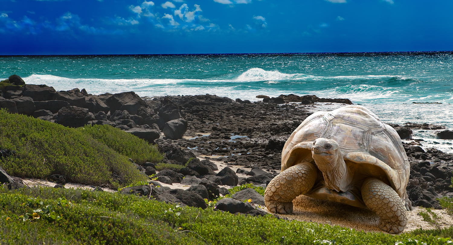 giant-tortoise-galapagos