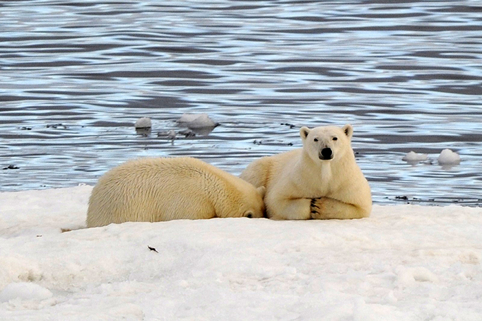 Polar Bears