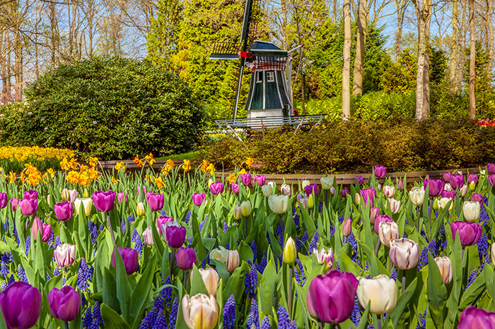 Holland Tulips Cruise